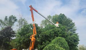 Cholula Tree Service