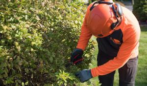 SavATree - Tree Service & Lawn Care