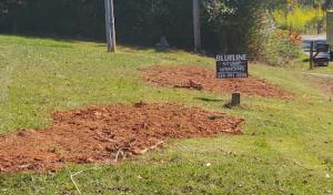 Blueline Stump Grinding