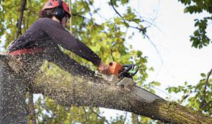 MM Bronx Tree Service - Tree Cutting, Tree Trimming, Tree Removal