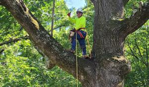 G&A South Trees & Lawn Service