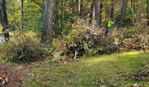 The Yard Champion Tree Service Southeastern