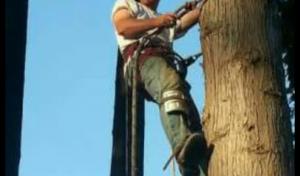 Clean Cut Tree Service