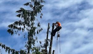 White River Tree Service