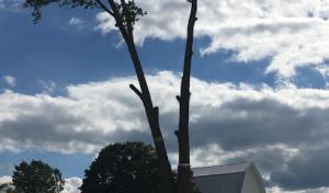 Brighton Tree Services