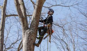 Good Neighbors Tree Service