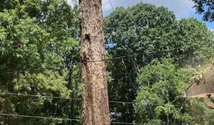 All In Tree Services & Pro