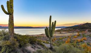 South Tree Service-Cactus Removal