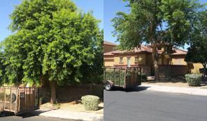 Arizona Tree Care & Services