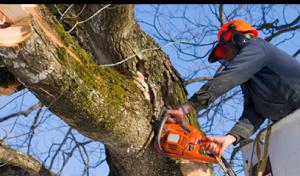 Benchmark Tree Service