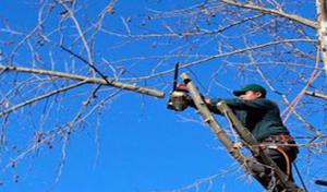 Arbortech Tree Service