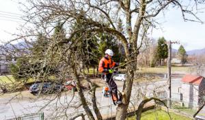 Chesterfield Tree Service