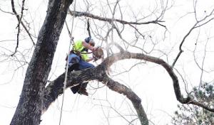 Mccollum's Tree Care