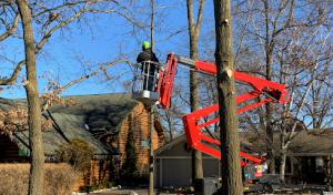 Monster Tree Service of Lake County