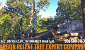 Arbor releaf tree expert's
