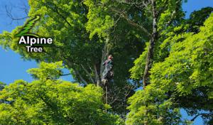Alpine Tree Service