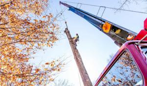 Pine Valley Tree Service