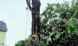 Golden Tree pruning,removal & stump service .
