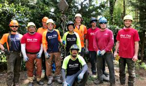 Wind Thin Tree Service