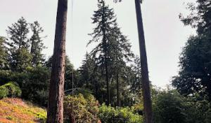 Harrity Tree Specialists