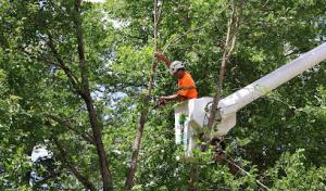 Vasili's Tree Service
