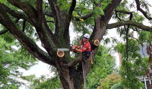 Cutting Edge Tree Professionals