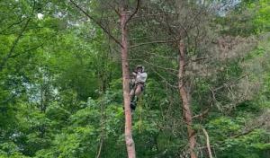 Aquilino Landscaping & Tree Service