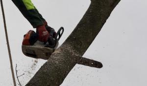 Cisneros Tree Service