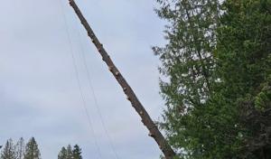 MTS Tree & Landscape