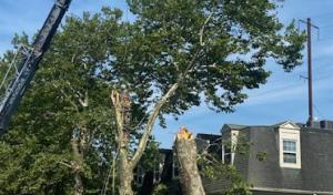 Clayton's Tree Service