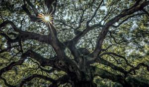 Neck of the Woods Tree Service