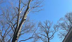 Team Gale Tree Service