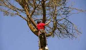 Northwest Tree Services