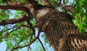 RGV Tree Experts