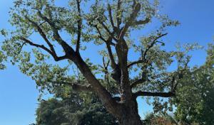 Rene Martinez Tree Service