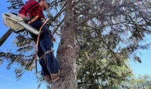 Pickering Tree Service