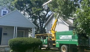 A.S.H LLC Tree Service