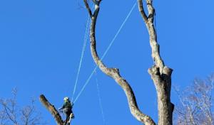 Shute's Tree Services