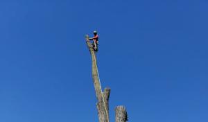 Adrian's Tree Service