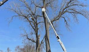 All State Tree & Lawn Services