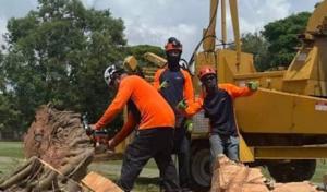 Downright Tree Cutting clusia sales growers