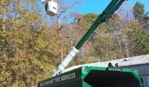 Máse discount tree services