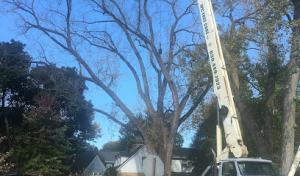 J.P.C. Tree Care