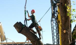 Berkelhammer Tree Experts