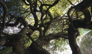 Greenlite Certified Tree Care