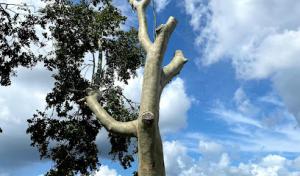 Tree Service West palm beach, Fl