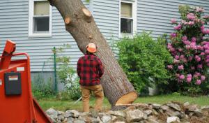 Shore Tree Service