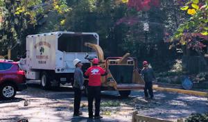 Northern Virginia Tree Experts