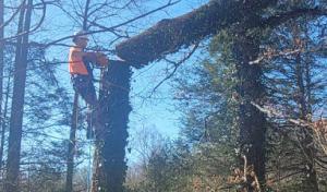 Elite Arborist