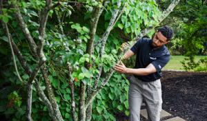 The Davey Tree Expert Company